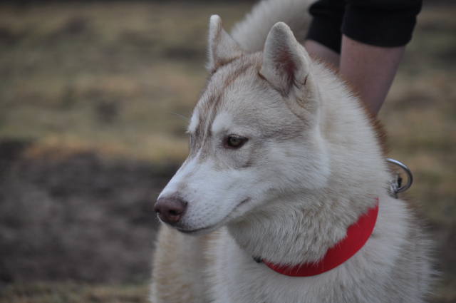 Husky Blanc