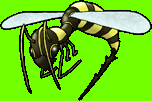 insect11.png