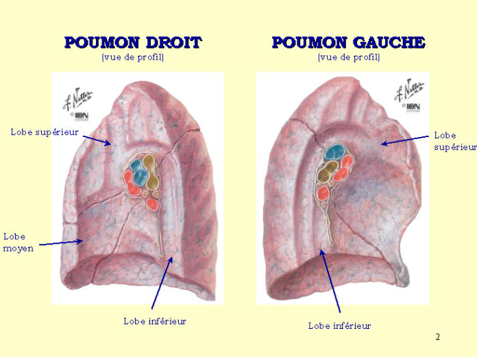 Anatomie Des Poumons En Images