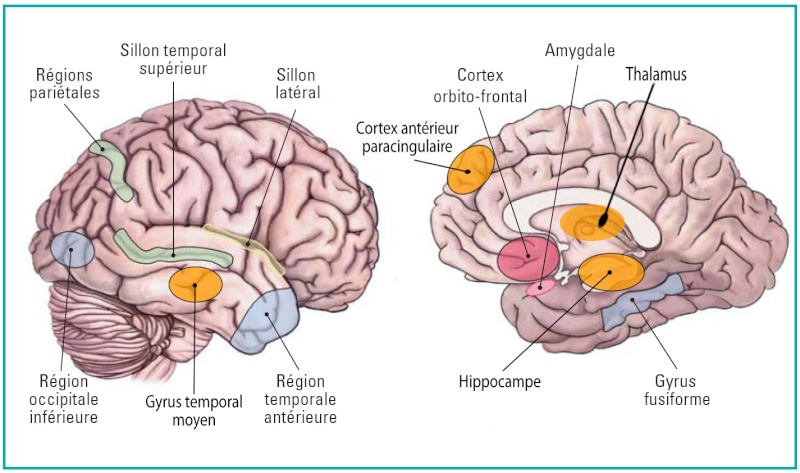 Re: La neurogénèse dans le système nerveux central