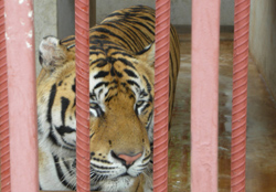 rencontre avec les tigres thailande