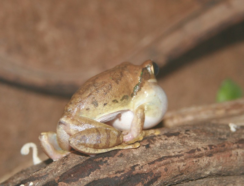 Leptopelis Flavomaculatus