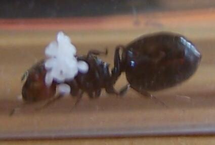 crematogaster