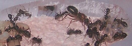 formica