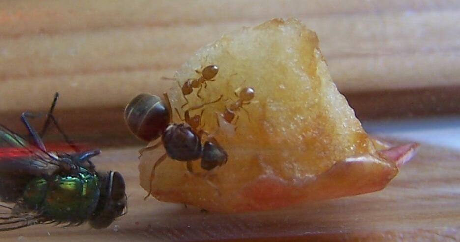 pommeflavus