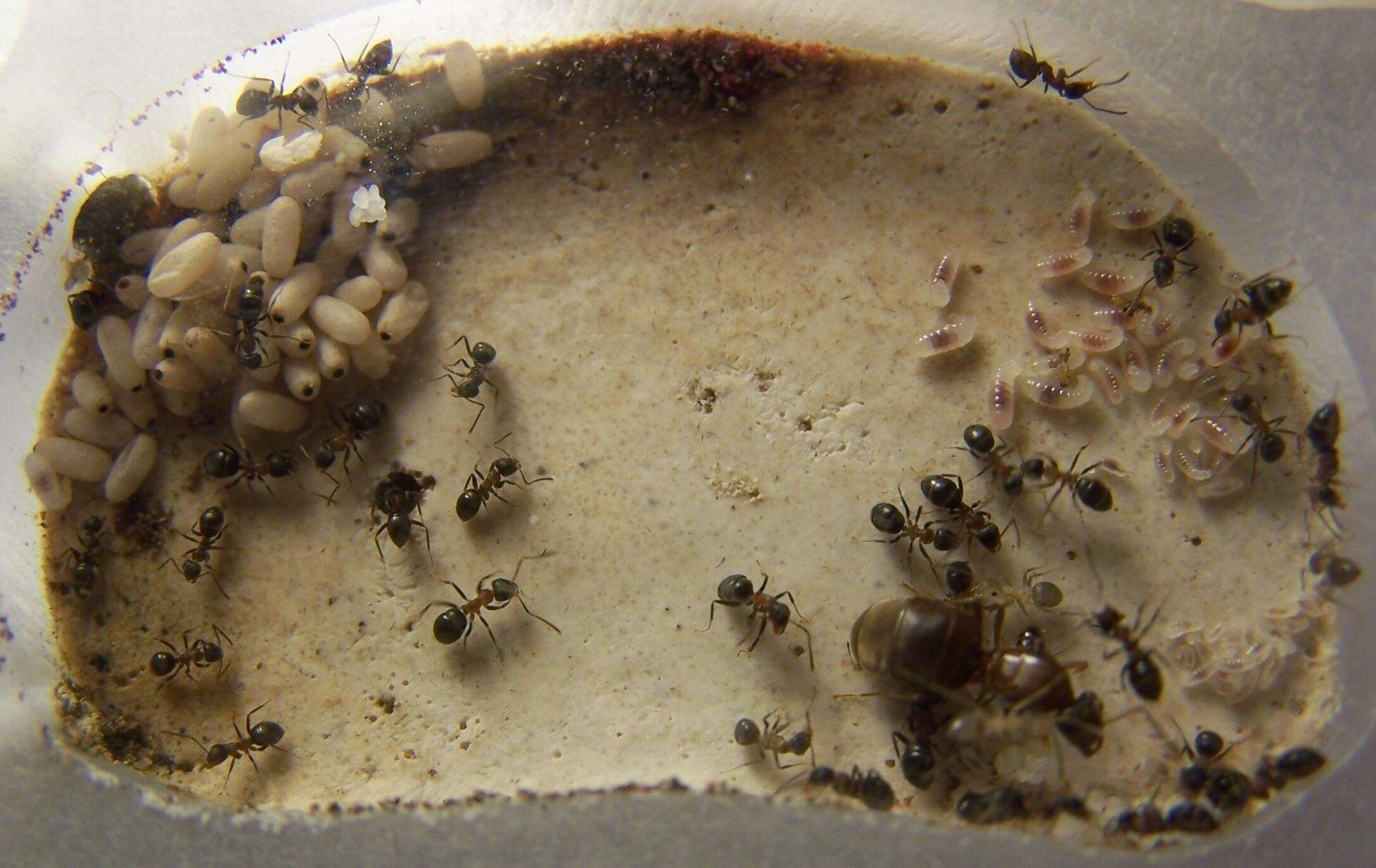 lasius