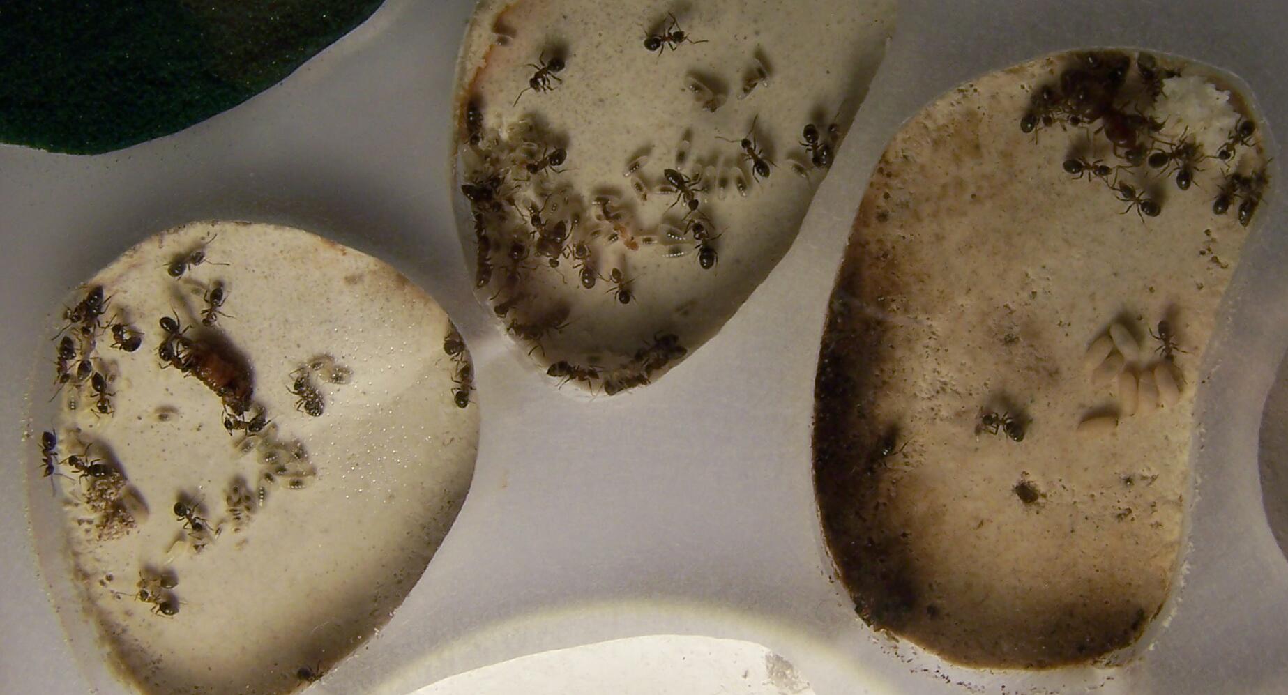 lasius
