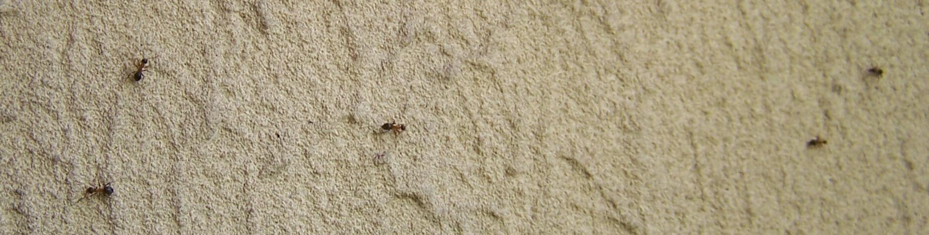 lasius
