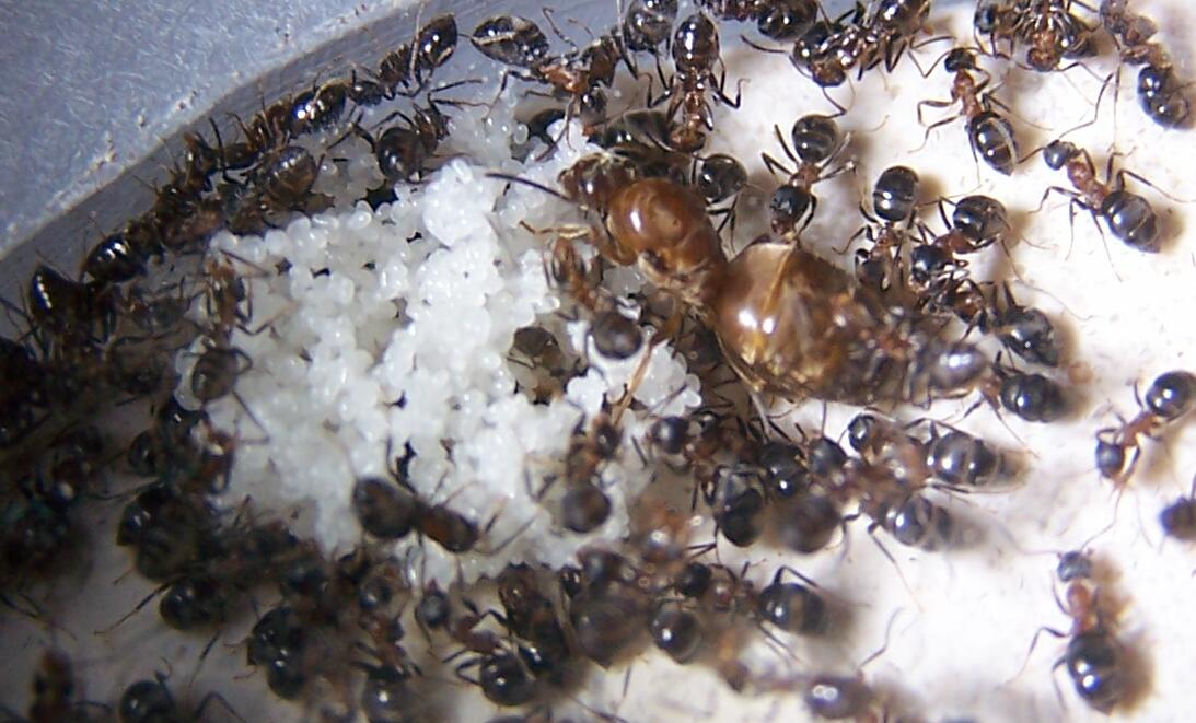 emarginatus