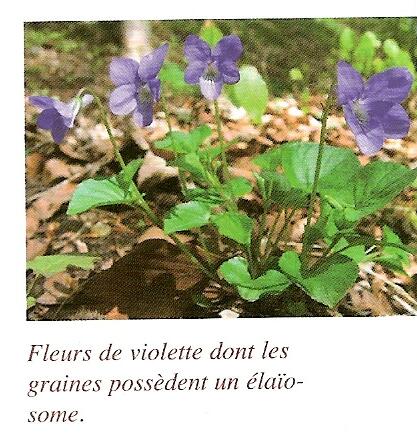 viola