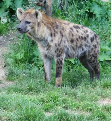 Une Hyene