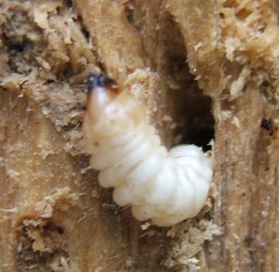 Expliquez à la personne il est difficile de lutter avec les champignons par les parasites