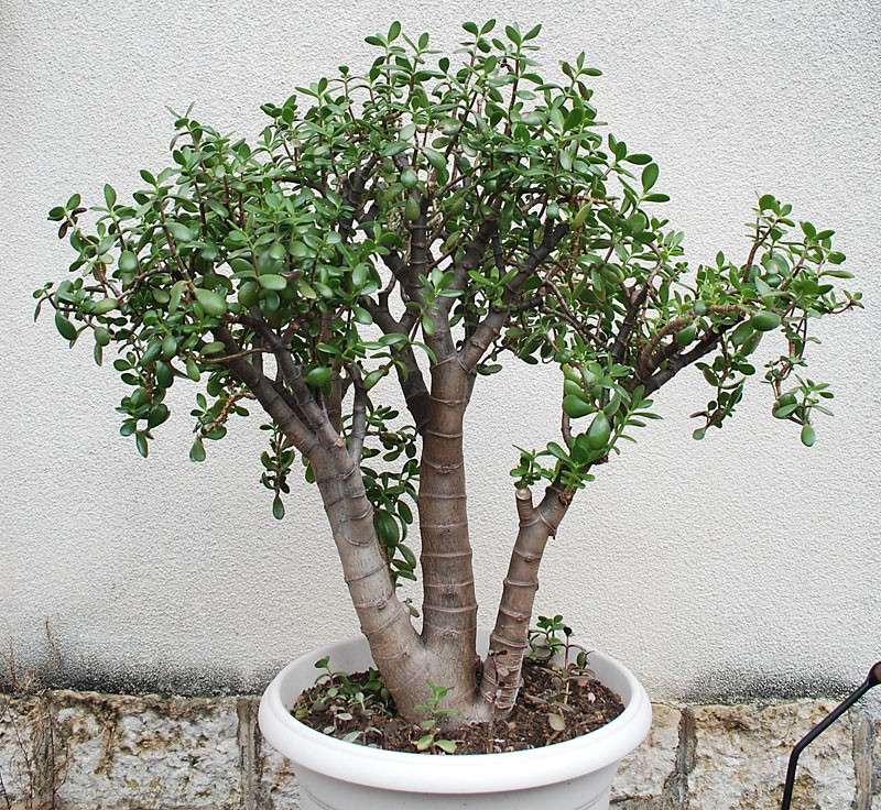 Crassula ovata ou arbre de jade