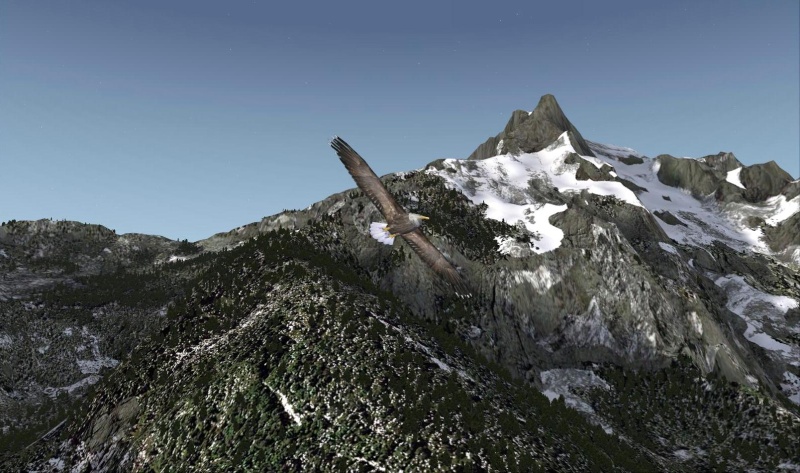 eagle_10.jpg