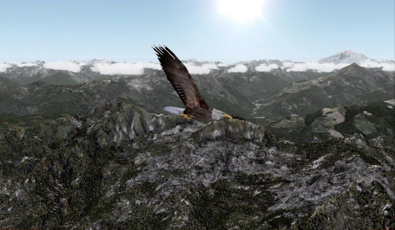 eagle_13.jpg