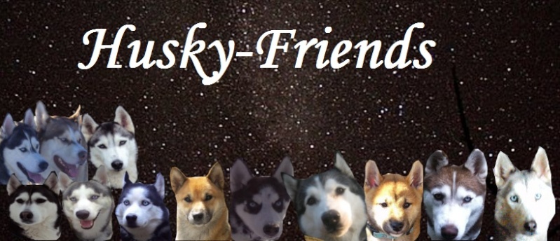 Husky-Friends