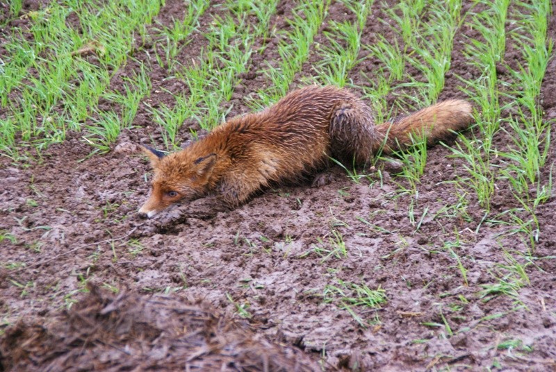 Pièges à renard