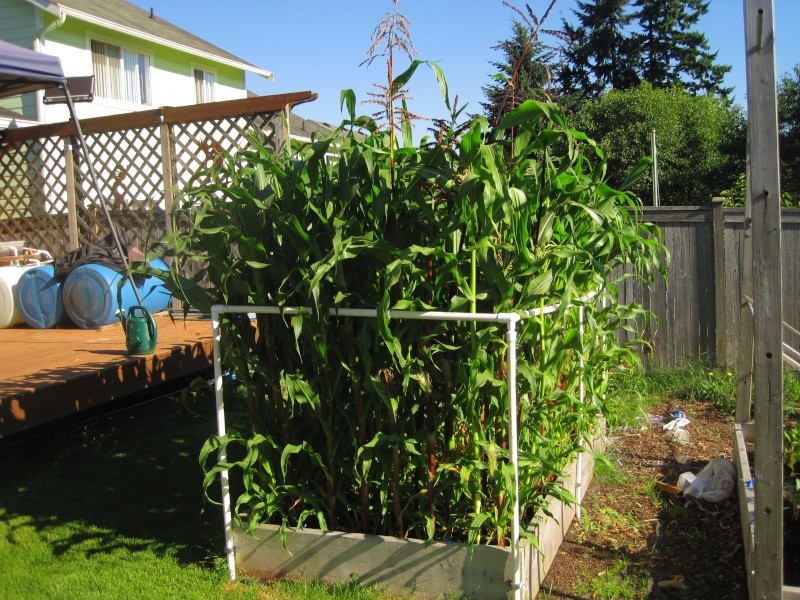 square-foot-method-sweet-corn-i-m-growing-bodacious-from-botanical