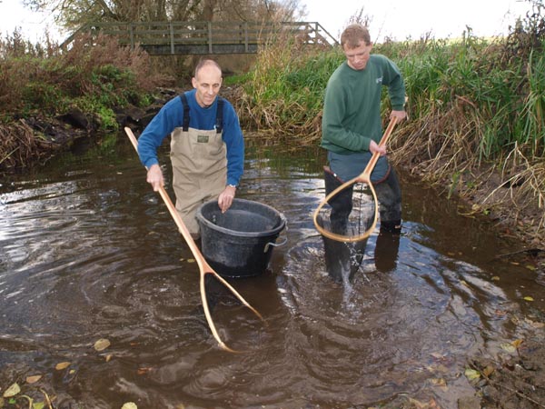 Environment Agency Fisheries Officers Andy Killingbeck and Dan Horsley netting fish trapped in pools