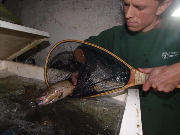 Dan Horsley transfers a brown trout to a transport tank