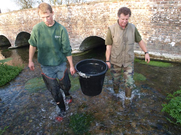 Dan Horsley and riverkeeper John Hounslow transfer rescued fish to a flowing section of the Kennet