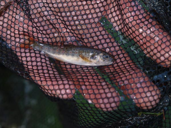 One of the young brown trout saved by the Environment Agency Fisheries Officers