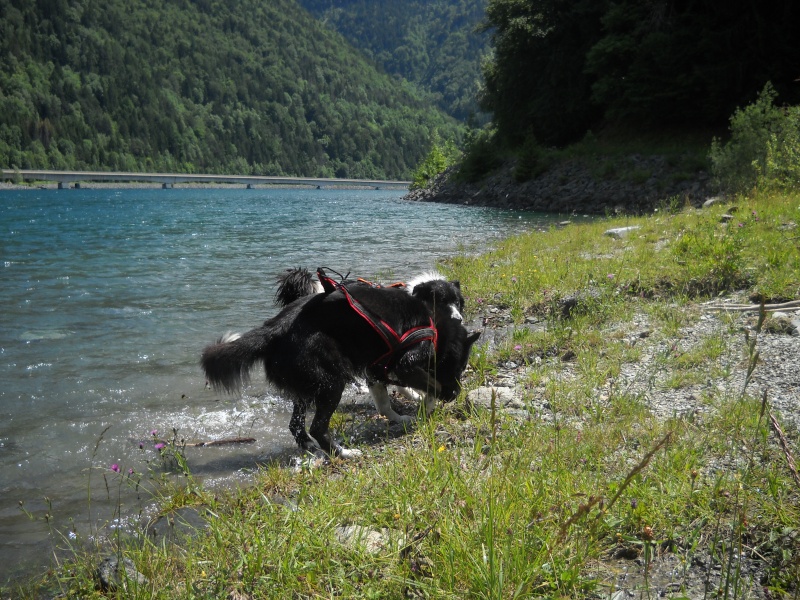 rencontre aimant les animaux