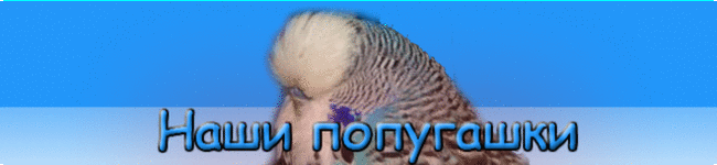 Наши попугашки