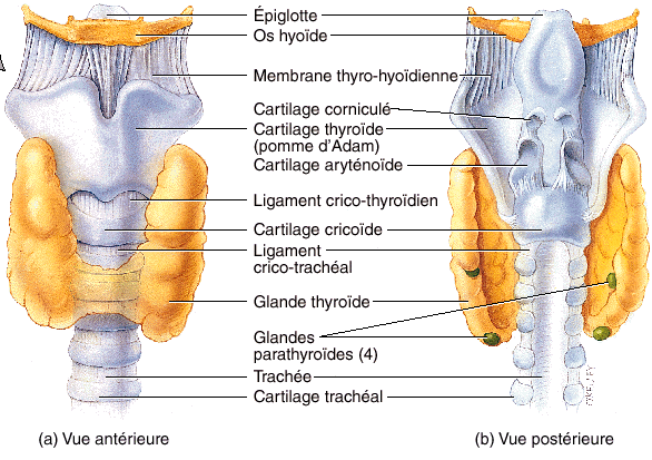 larynx10.gif