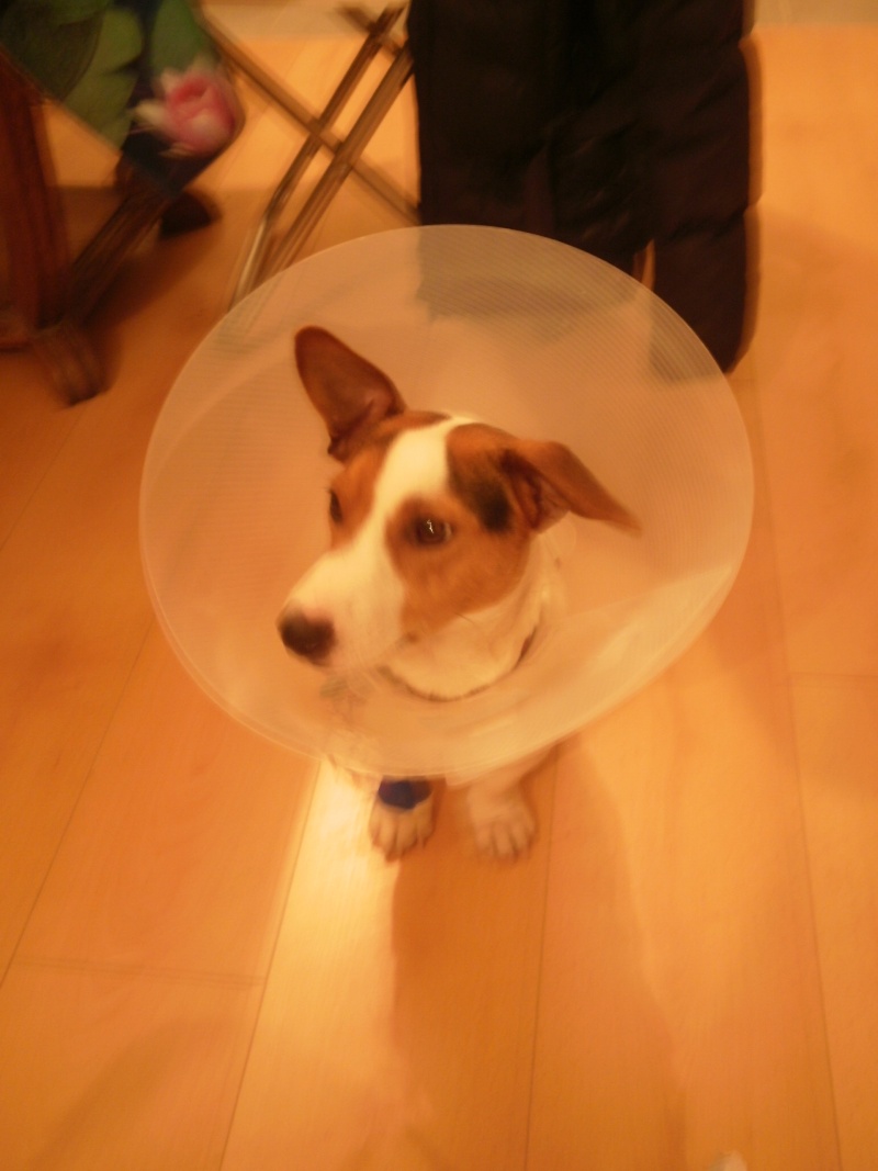 site de rencontre pour jack russel