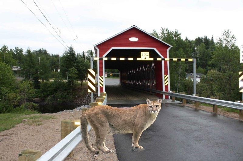 cougar rencontre qc