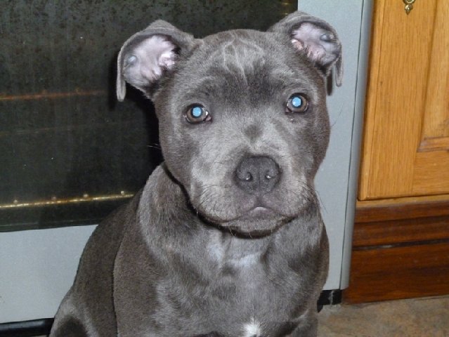 My Blue Staffy 'vinnie'