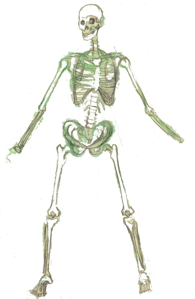 skelet11.jpg