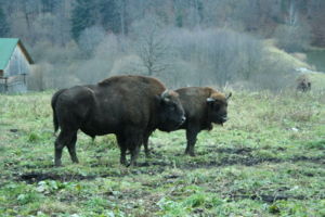 bison_10.jpg