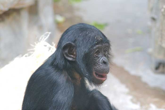 bonobo10.jpg