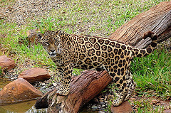 jaguar10.jpg