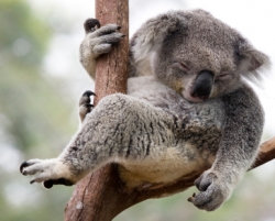 koala_11.jpg