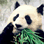 panda_10.gif