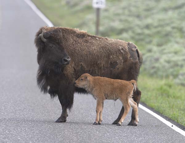 bison210.jpg
