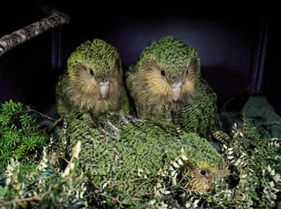 kakapo10.jpg