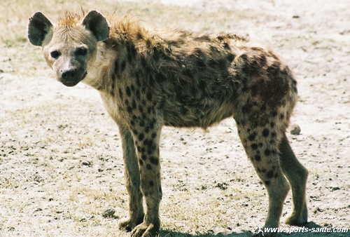 hyene-10.jpg