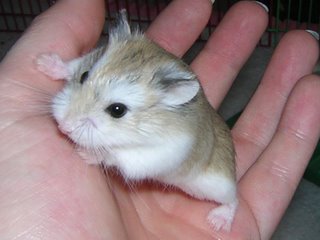 Hamster nain roborovski