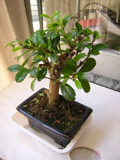 bonsai10.jpg