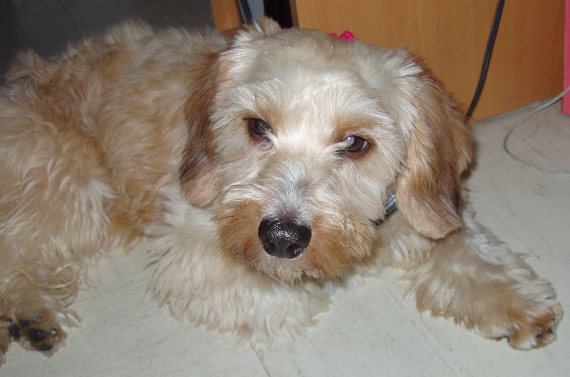 Recherche élevage de Maltipoo - Page 3 Recherche élevage de Maltipoo - Page 3