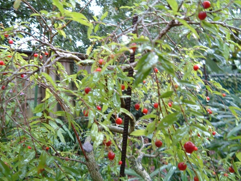 Dwarf Weeping Barbados Cherry - Malpighia pendiculata - Page 3