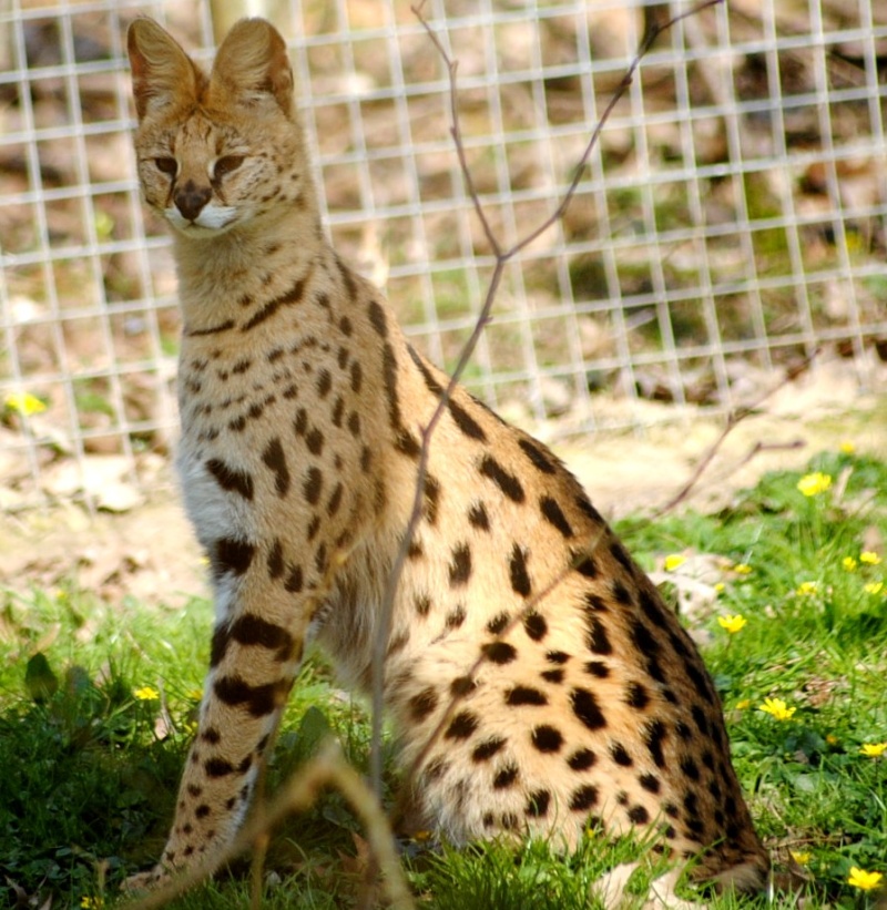 serval15.jpg