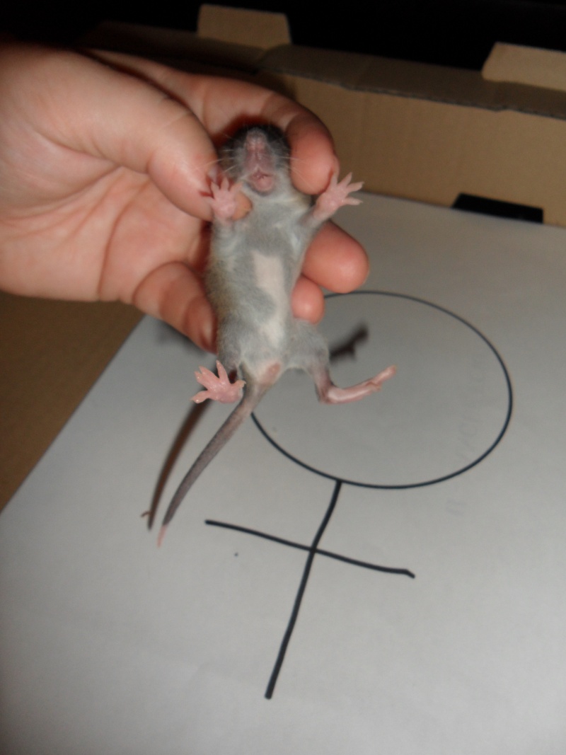 ratons35.jpg