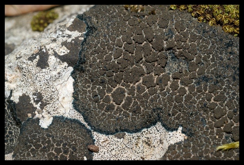 lichen16.jpg