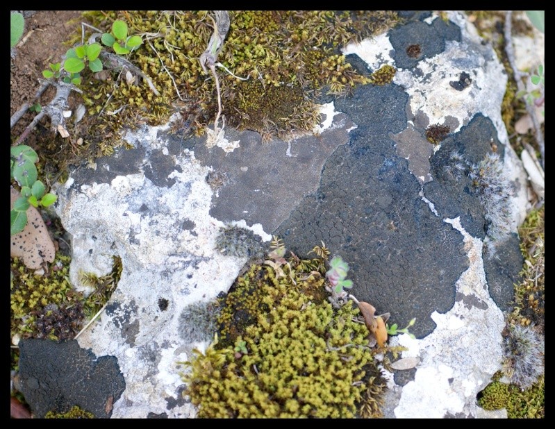 lichen18.jpg