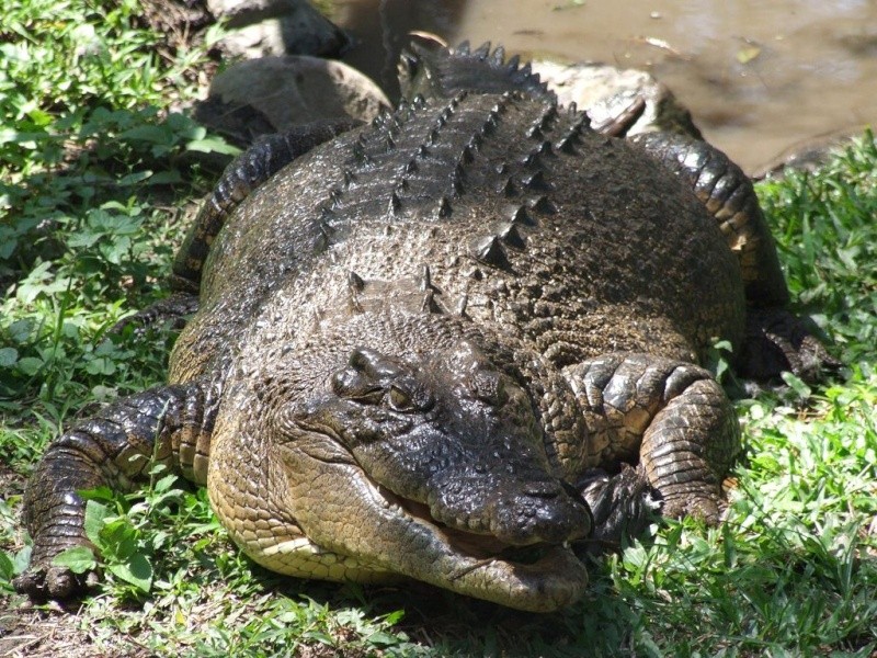 crocod12.jpg